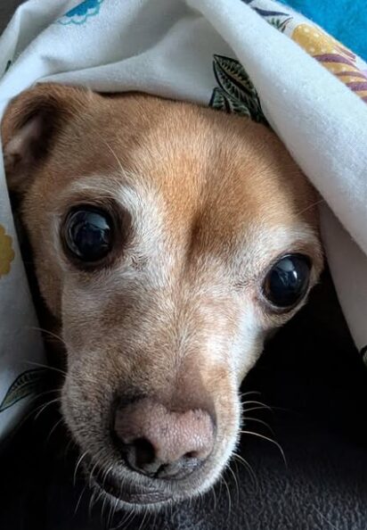Chipshop, a tan chihuahua with a greying muzzle, peering out from under a floral duvet.